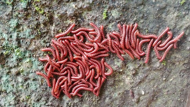 Red Bristleworm On Rock