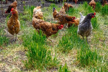 flock of chickens grazing on the grass
