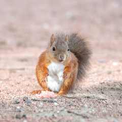 écureuil roux - Red squirrel