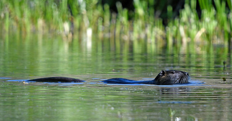 Nutria (Myocastor coypus) 