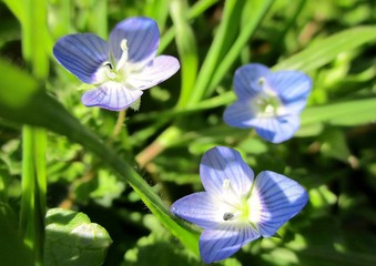 Trois petites fleurs bleues de Veronica persica