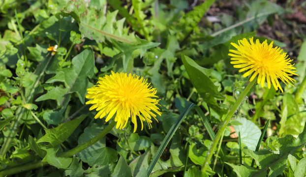 Close up of beautiful dandelon flowers on a green field