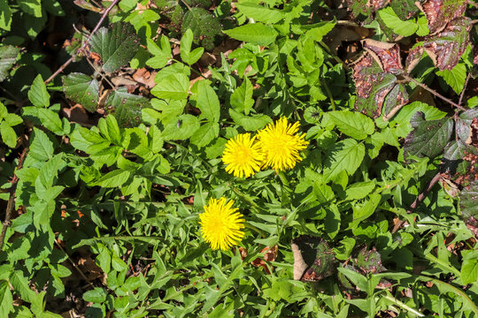 Close up of beautiful dandelon flowers on a green field