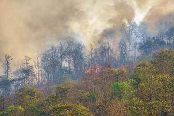 Fototapeta na wymiar Rain forest fire disaster is burning caused by humans