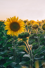 Colorful sunset over a sunflower field. Ecological pure, natural sunflower oil. Field of sunflowers. Sunflowers flowers. Sunflower field blooming during the Summer. Sunflowers sunset. © Elza