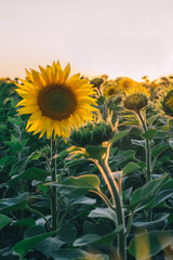 Colorful sunset over a sunflower field. Ecological pure, natural sunflower oil. Field of...