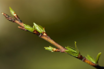 The first spring tree branch and buds