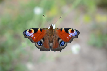 butterfly on a flower