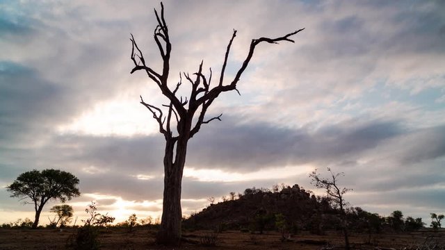 Static dramatic golden sunset timelapse with abstract dead tree silhouetted against moody cloudy sky with trees, South Africa bush (African sunset)