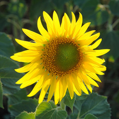 Yellow flower blooming sunflower on natural background