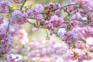 beautiful pink flowers Prunus serrulata or Japanese Cherry in the garden with free space