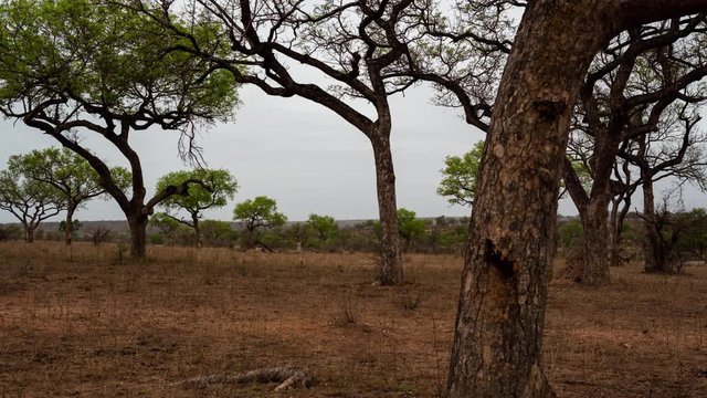 Early morning linear timelapse of Marula trees (Sclerocarya birrea) in dry bushveld Savannah landscape, spring season on cloudy overcast morning, first green leaves on trees, South Africa.