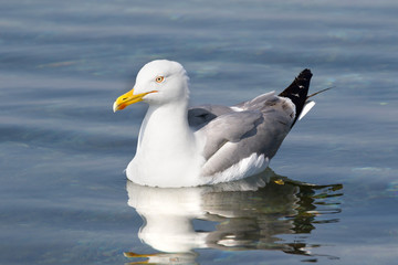 beautiful one close up adult seagull   (Larus argentatus) swims on the surface of the Adriatic Sea.