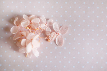 Dry pink flowers on a pink polka dot background