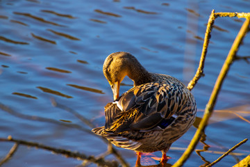 Wildenten in Nahaufnahme in harmonischer Umgebung