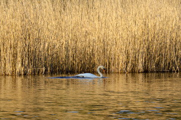 Schwan schwimmt entlang des Ufers im Schutz des Schilfes