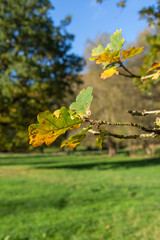 Close up on a branch of an oak tree in autumn