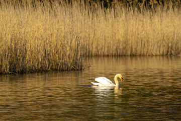 Schwan schwimmt entlang des Ufers im Schutz des Schilfes