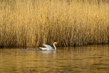 Schwan schwimmt entlang des Ufers im Schutz des Schilfes