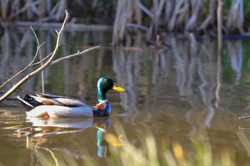 Stockenten relaxen am sonnigen See
