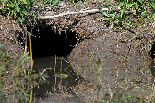 Ausgang eines Nutria-Erdbau am Teichufer - Exit of a Nutria earthwork at the pond bank