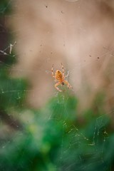 little spider sits on a web in the garden