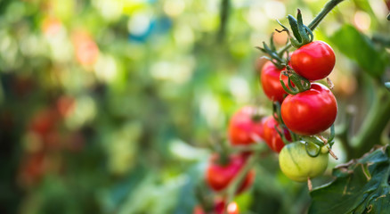 Fresh bunch of red ripe and unripe natural tomatoes growing on a branch in homemade greenhouse. Blurry background and copy space for your advertising text message