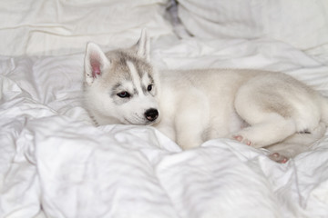 Cute siberian husky puppy sitting on white background. The dog is lying on the bed. Puppy indulges.