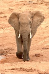 African Elephant full body front view