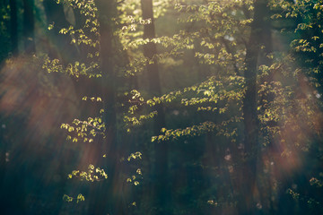Beautiful forest trees blooming in spring at sunset with empty footpaths. . 