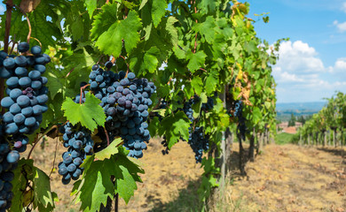 Bunch of blue grapes grapevine. Colorful branches of a vineyard in natural landscape before harvest...