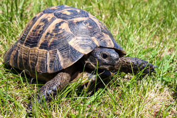 Leopard tortoise walking slowly on sand with his protective shell