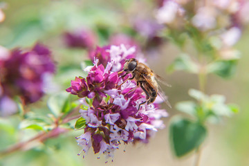 Honey bee covered with yellow pollen drink nectar, pollinating pink flower. Inspirational natural floral spring or summer blooming garden or park background. Life of insects. Macro close up.