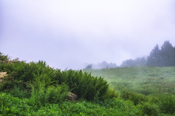 Green field with grass and fern in the fog.