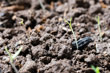 buds of tomato sown during the quarantine 