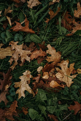 autumn leaves on green grass in autumn