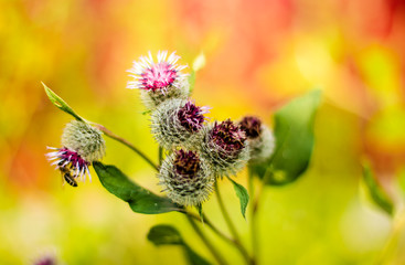 flower, bee, insect, nature, macro, green, plant, fly, summer, flowers, pollen, honey, spring, garden, purple, butterfly, bumblebee, pink, thistle, yellow, closeup, flora, bug, animal, blossom