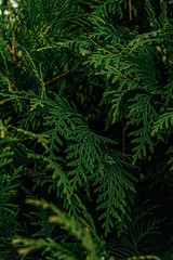 green coniferous branches in the garden texture
