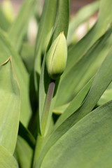 Tulips in the meadow, close-up, Tulip buds.