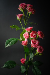 a branch with shrubby pink roses stands against a black background