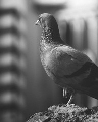 ANGRY PIGEON
