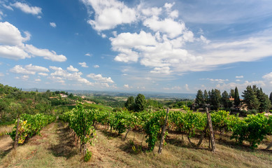 Sunny meadow with grapevines under blue sky. Colorful branches of a vineyard in natural landscape before harvest time