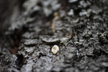 Baumrinde im close up