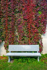 Stone bench near the wall overgrown with ivy. Leaves are in autumn colors.
