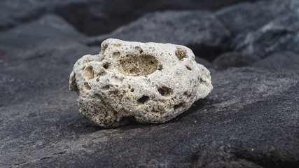 Sea stone on a black rock closeup. Natural background