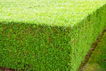 Closeup of geometric shape hedge