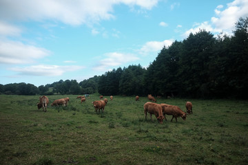 Naklejka na ściany i meble A herd of free cows eating the green grass.
