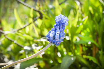 Blue muscari flowers or mouse hyacinth in spring.