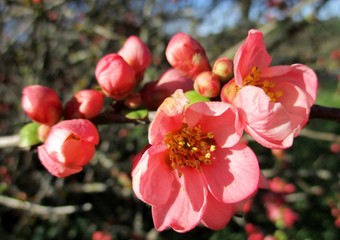 Fototapeta na wymiar Pink flowers and buds of Japanese quince (Chaenomeles speciosa)