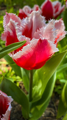 fleur, tulipe, printemps, rouge, nature, jardin, tulipe, fleur, plante, vert, flore, fleurir, fleures, &eacute;t&eacute;, beau, floral, macro, beaut&eacute;, couleur, champ, feuille, blanc, color&eacute;